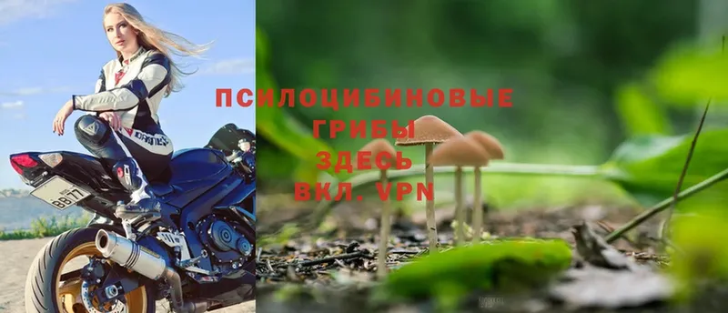 Галлюциногенные грибы Psilocybe  где продают   Белорецк 